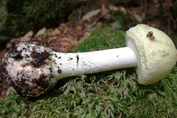 amanita-citrina-003-copia7FFD04BC-B2C2-0241-AEED-D9B36AF9EC8E.jpg