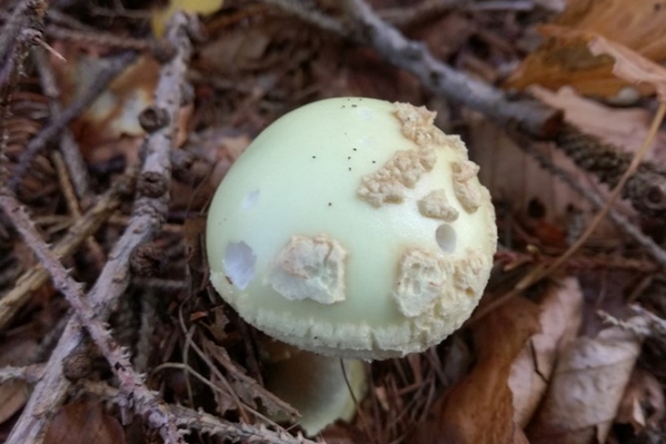 amanita-citrina-010-copia28269351-D374-DD96-06BE-F700FC57A3AF.jpg