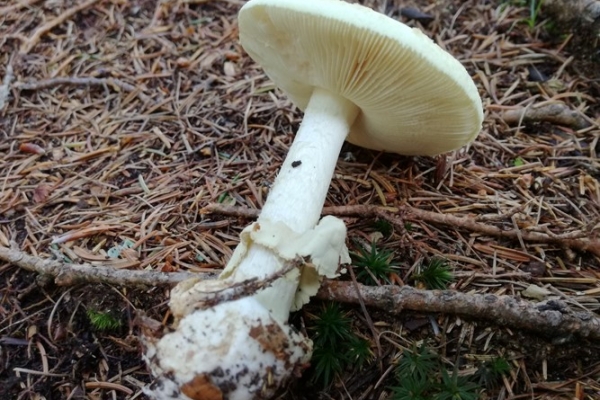 amanita-citrina-015-copiaDF26A2AB-CEA9-0A1B-7C41-2B5F0B3C383E.jpg