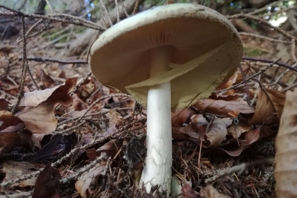 amanita-citrina-018-copia1C53128E-AB83-B166-AB5D-523D2BA754BE.jpg