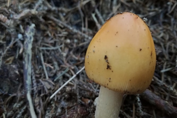 amanita-crocea-001-copia8370D8B4-288D-8489-E400-CF01C18C1518.jpg