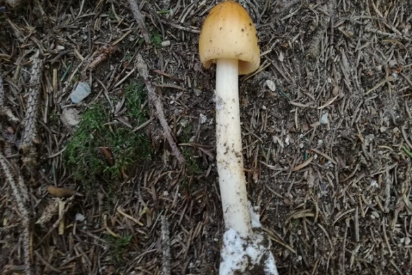 amanita-crocea-002-copia9D87E97D-A8C6-B615-F69B-56AC501DE477.jpg