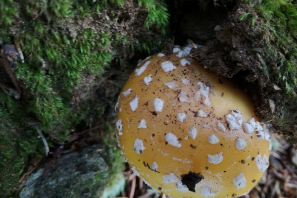 amanita-gemmata-001-copiaE5CC02A5-41E8-4200-5580-84261CCE5B24.jpg