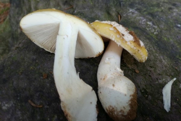 amanita-gemmata-003-copia9D4C2012-E31D-6ECB-6B7F-40918D5E9296.jpg