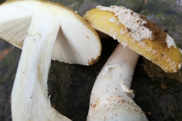 amanita-gemmata-004-copia10DA4477-997D-0D51-28F0-530055B990EE.jpg