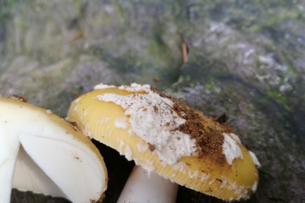 amanita-gemmata-005-copiaDA6B5214-C3D2-6A31-51A6-7000793FA8E2.jpg