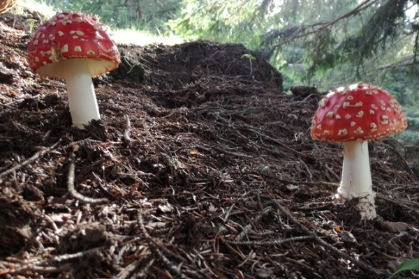 amanita-muscaria-001-copia75E3834F-FB62-4E15-F29B-B2473C1936CE.jpg