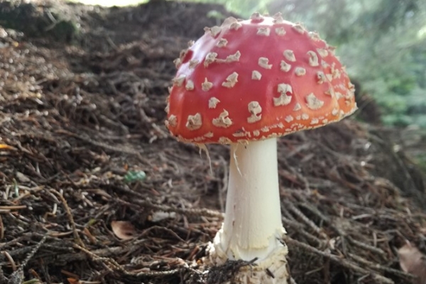 amanita-muscaria-002-copia7510552A-B78B-7165-7627-F7CBB7CD8D31.jpg