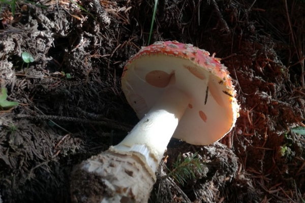 amanita-muscaria-003-copia2781D87A-DDF4-B477-8FE7-D1427F5F6878.jpg