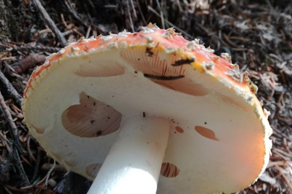 amanita-muscaria-005-copia9B6B2169-5C53-4E2D-D4EC-CF1F179F6F88.jpg