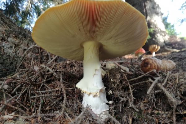 amanita-muscaria-011-copia2C83A5BB-07BF-F114-7F95-EEC6D8B2B81A.jpg