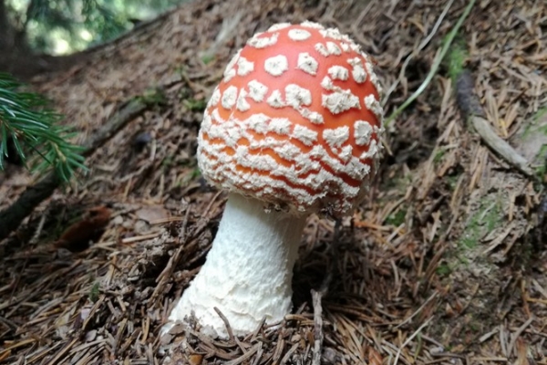 amanita-muscaria-014-copiaE16EEF30-65B6-0C94-1F35-DE6035563025.jpg