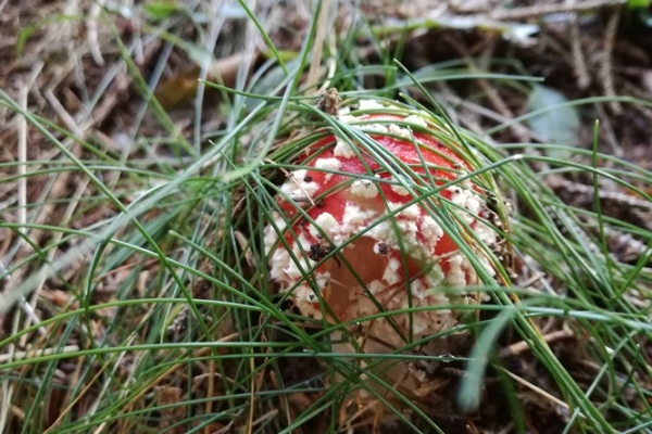 amanita-muscaria-015-copia1F0C08AA-4D12-1C03-F347-0D5E842AEB54.jpg