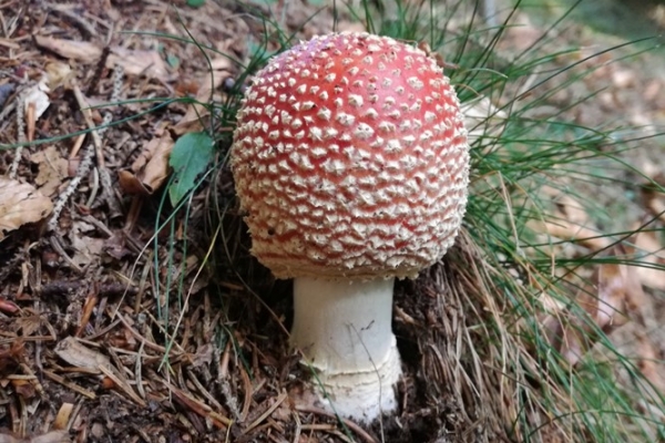 amanita-muscaria-017-copia773364B9-41B3-EFF8-5115-F5ED7A3DD8AA.jpg