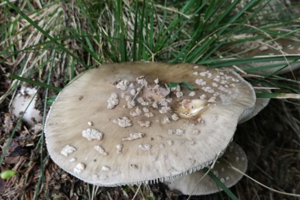 amanita-pantherina-002-copia08F2ED7E-E41D-ADF9-6A1A-D552D32234EF.jpg