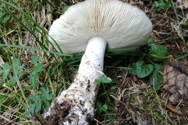 amanita-pantherina-004-copiaBDE14035-CD31-D80E-63A8-E9AB5FE1B07A.jpg