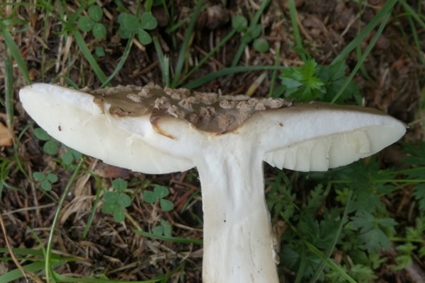 amanita-pantherina-006-copia32E33F8D-180A-DE32-F475-A25AB68465B3.jpg