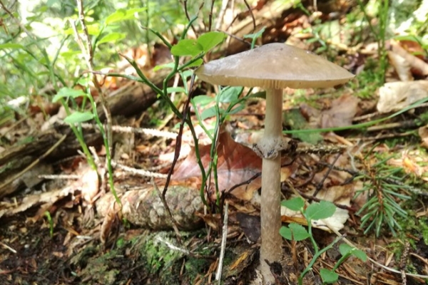 amanita-porphyria-001-copia35FADD34-222E-0280-7B54-19B1D6D472D3.jpg