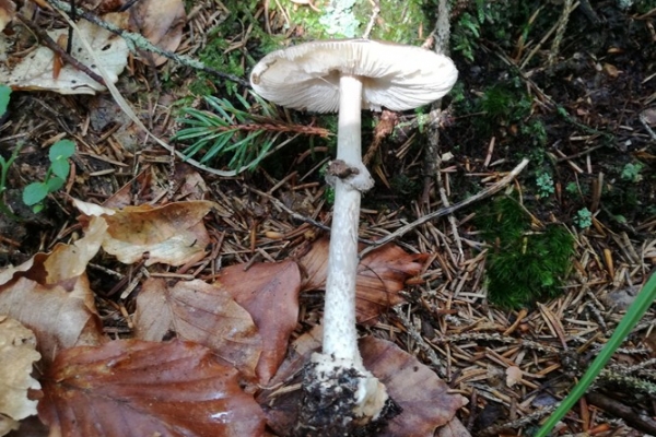 amanita-porphyria-003-copiaC5B55937-3ADB-D2CB-F6BF-B397CD81276E.jpg