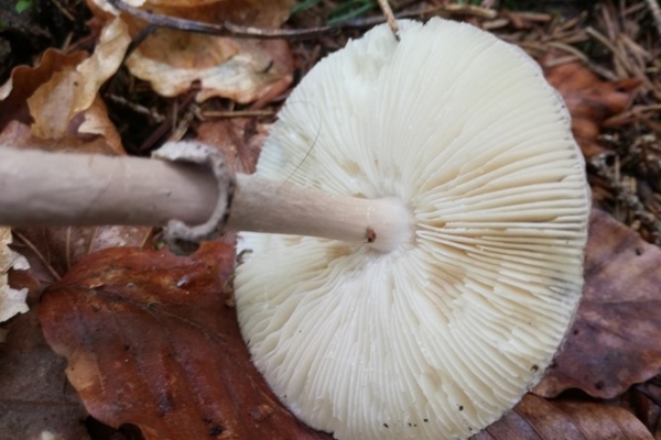 amanita-porphyria-004-copiaCF676B7A-7525-3A8E-0B4B-66EF440DC389.jpg