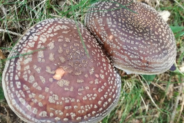 amanita-rubescens-001-copia2377FE19-457B-C4C7-00CB-107BC7B536CD.jpg