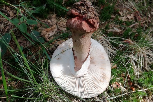 amanita-rubescens-004-copia79854F1E-A025-BC9C-C9AF-421B995BD111.jpg