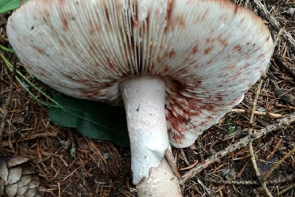 amanita-rubescens-015-copiaA0A7D869-AA62-1C48-3B42-D690B5C16EEF.jpg