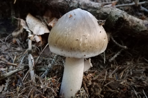 amanita-submembranacea-001-copiaA9E17BD7-01F9-4968-F459-954152EC209C.jpg