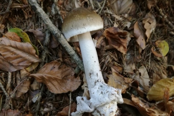 amanita-submembranacea-002-copiaF4C25569-F768-122E-381E-C7BD9D6CAB69.jpg