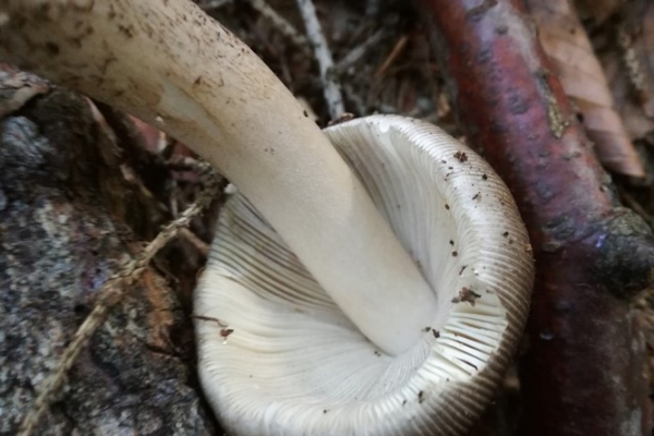 amanita-submembranacea-004-copia15CD8722-70E2-05AE-03FE-F49AEF0679B3.jpg