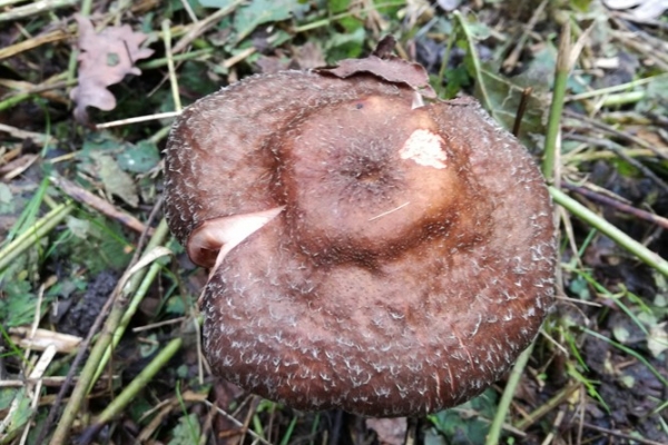 armillaria-mellea-001-copiaABF7683E-1DC0-781A-3FE1-4F8B6F42C648.jpg