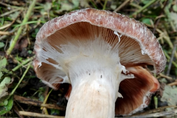 armillaria-mellea-007-copia318B838C-6A42-C6F4-1825-623E34CCB7B8.jpg