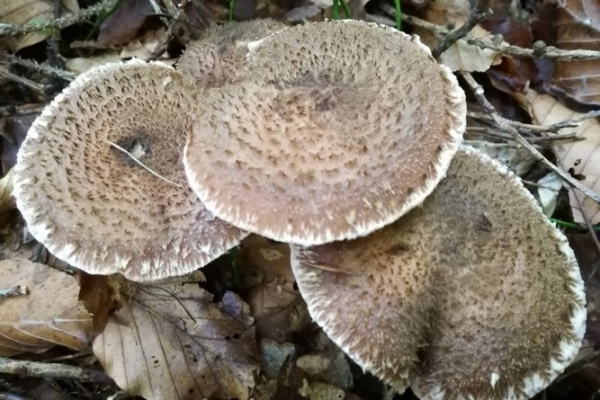 armillaria-ostoyae-001-copiaC1EB7A30-160A-0634-FF1B-C9D8B035C8FB.jpg