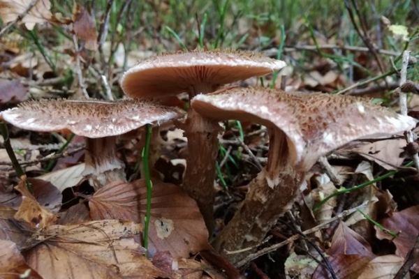 armillaria-ostoyae-002-copiaC3335DBA-9339-AC63-650B-69E404628A3D.jpg