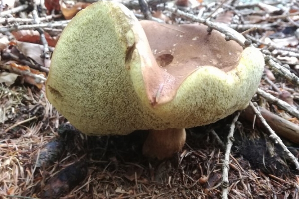 boletus-badius-001-copia3CE7EF1E-10E9-5F2E-2687-CE5CCAC04A03.jpg