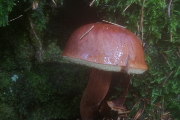 boletus-badius-004-copia4DAB2F7E-9F1D-57E3-C1F9-010E12B8B9DE.jpg