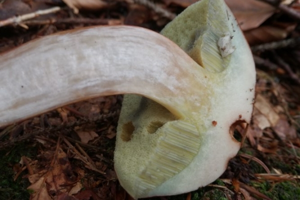 boletus-badius-010-copia34FBCDFD-5FD1-C8E2-4D05-C0E26974EF27.jpg