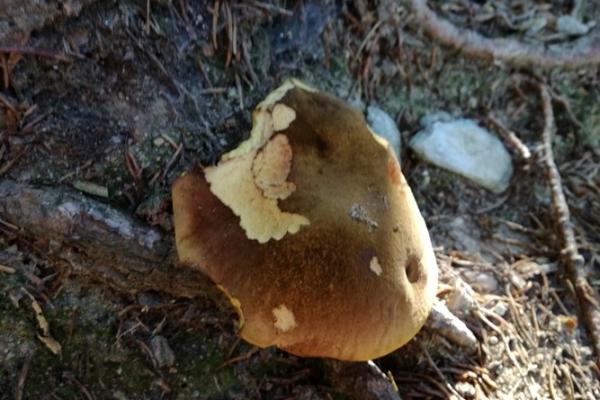 boletus-erythropus-001-copia4B261F25-0E92-30E7-5A5F-D00156274B96.jpg