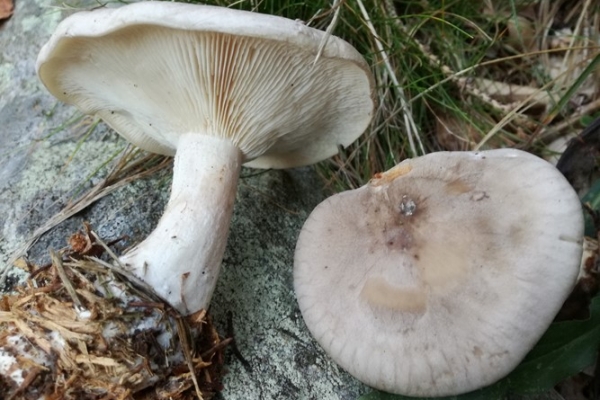 clitocybe-nebularis-005-copia741D1FE8-8867-A1F9-464F-7E66A1BA9AD4.jpg