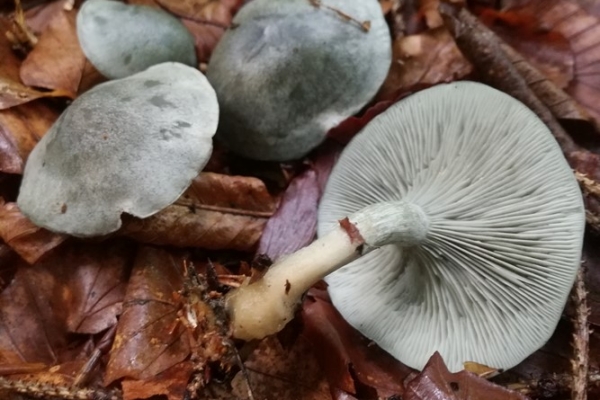 clitocybe-odora-005-copiaDFD548B6-6A8A-B64A-59D0-6E2C750EB1DF.jpg