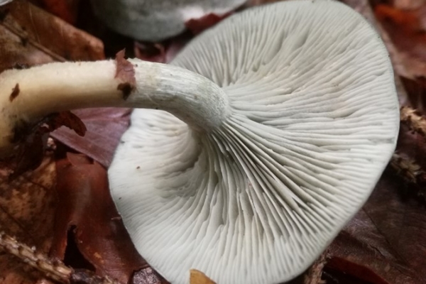 clitocybe-odora-010-copia6E2C65F7-8275-7A16-C837-25DA9DE943A4.jpg