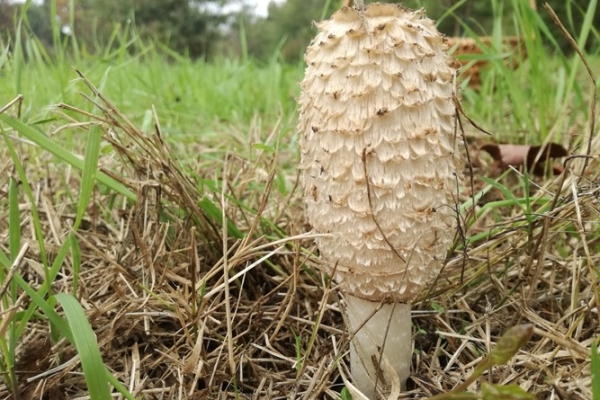 coprinus-comatus-001-copia508BAF4B-1C7C-571A-3DDA-9F64BF840A09.jpg