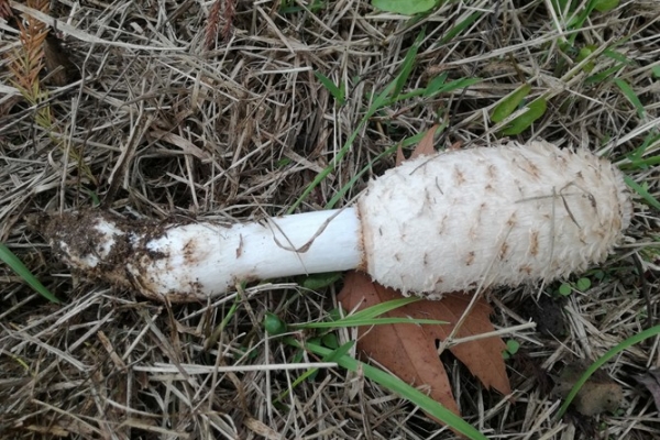 coprinus-comatus-004-copia40B053DE-D082-58DF-DA50-883E7C9E369B.jpg