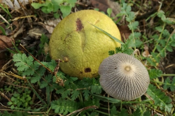 coprinus-xanthothrix-001-copia3F013D89-0E5B-9C0F-02DD-559DD915BE16.jpg