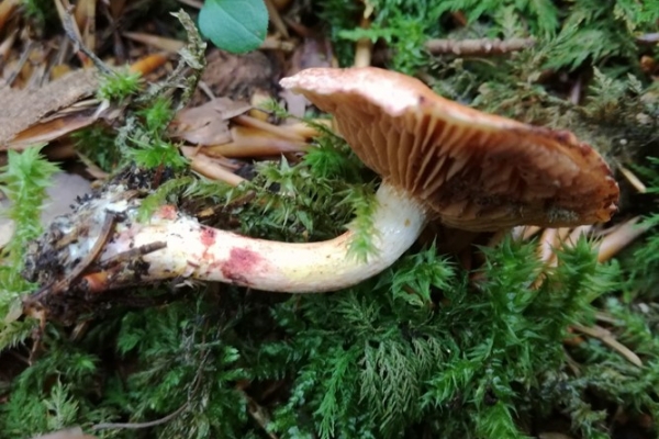 cortinarius-bolaris-011-copia84B0D1FE-627E-C94A-CE60-54F87E6342F4.jpg