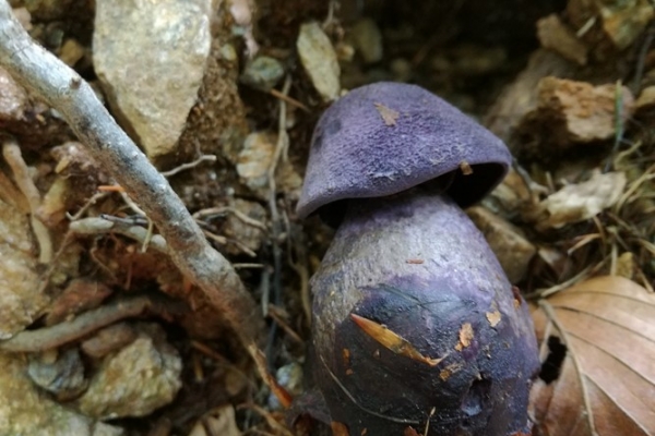 cortinarius-harcynicus-005-copiaFCACFD9A-0ED0-E367-FBD7-09783C4D9506.jpg