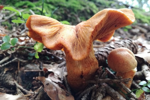 cortinarius-limonius-001-copiaFBEF1C15-F118-45A0-B2FE-52500B1E7E97.jpg