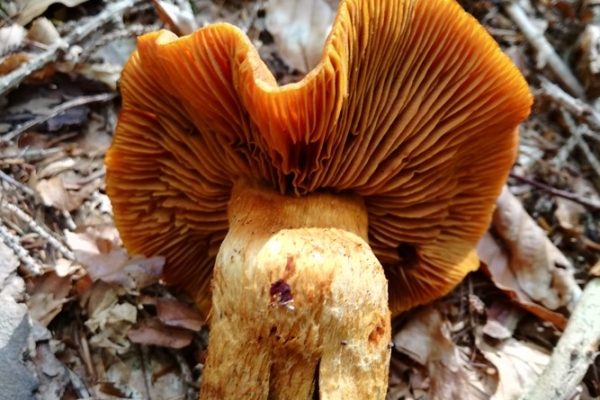 cortinarius-limonius-002-copia16D515D7-7A2B-5E74-D8A3-C3CAB35381AF.jpg