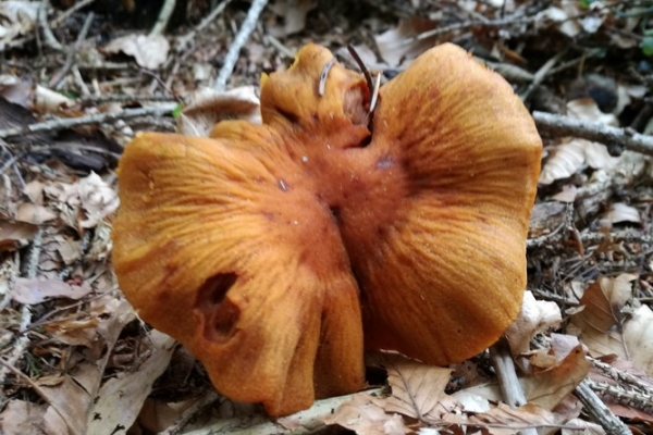 cortinarius-limonius-003-copia70F3D3E6-4B1A-47B8-A40B-A8E7371742FB.jpg