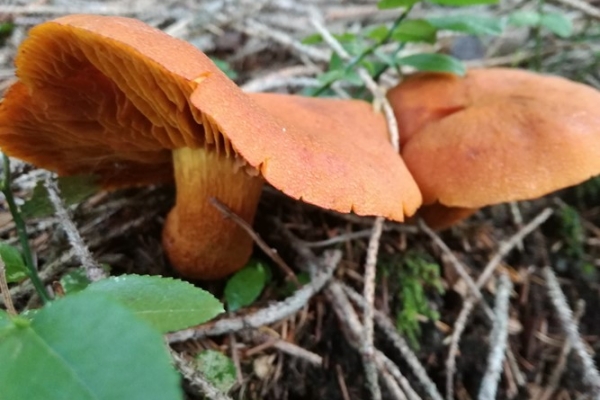 cortinarius-limonius-005-copiaCDA6DEA8-F361-9E83-CDF9-E70EFDC57802.jpg